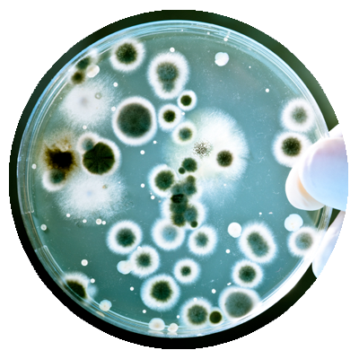 labmas-microbiología