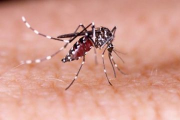 ¿que es el dengue?